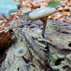 Pseudoarmillariella ectypoides