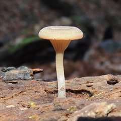 Pseudoarmillariella ectypoides