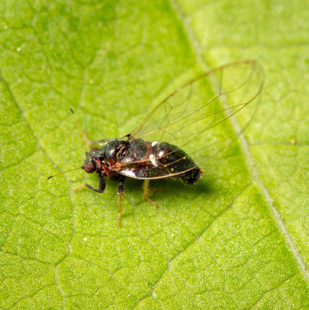 Persimmon Psyllid