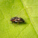 Persimmon Psyllid - Photo (c) Justin Williams, some rights reserved (CC BY-NC), uploaded by Justin Williams