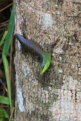 Lamprolepis smaragdina