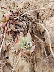 Dudleya greenei