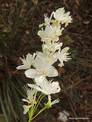 Deutzia gracilis