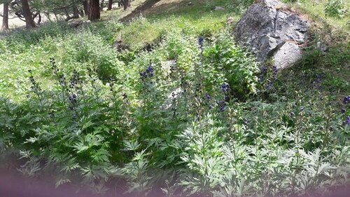 Aconitum glandulosum