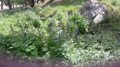Aconitum glandulosum