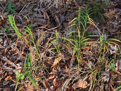 Scirpus polyphyllus