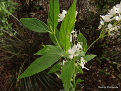 Deutzia gracilis