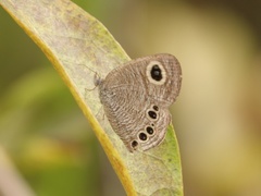 Ypthima lisandra