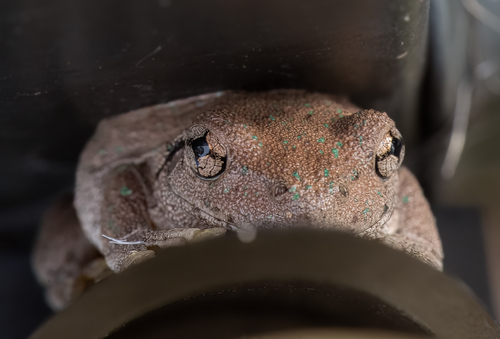 Peron's Tree Frog, Junortoun VIC 3551, Australia, photo 8 of 10