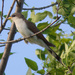 Yellow-billed Cuckoo - Photo (c) Factumquintus, some rights reserved (CC BY-SA)