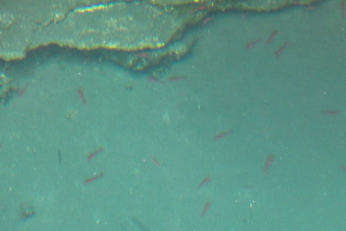 Somersiella sterreri
