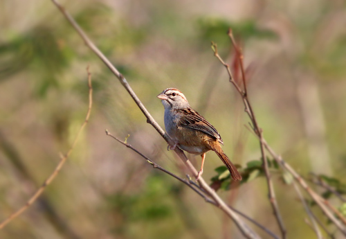 Cinnamon-tailed Sparrow (Peucaea sumichrasti), photo 2