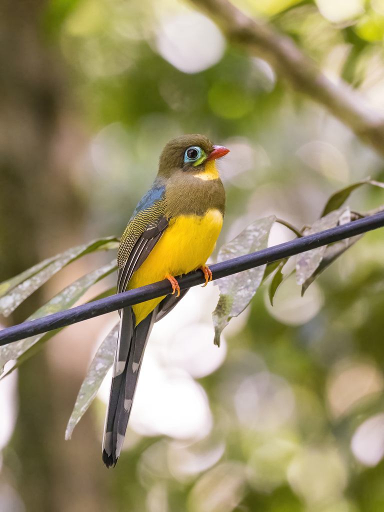 Sumatran Trogon (Apalharpactes mackloti) photo