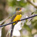 Sumatran Trogon - Photo (c) Kaitlyn, some rights reserved (CC BY-NC), uploaded by Kaitlyn
