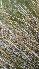 Juncus kraussii