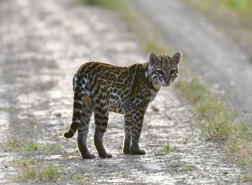 Ocelot, photo 4 of 7