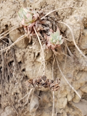 Dudleya greenei