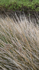 Juncus kraussii