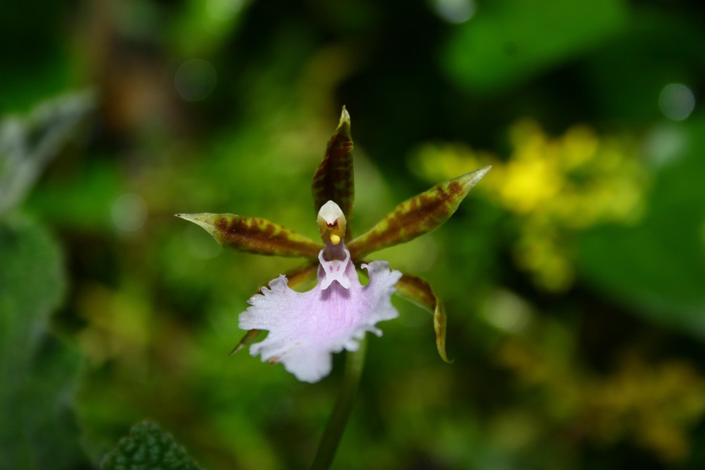 Rhynchostele stellata