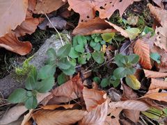 Veronica officinalis