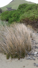 Juncus kraussii