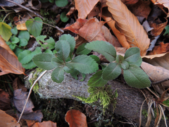 Veronica officinalis