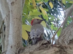 Melanerpes superciliaris