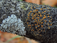 Caloplaca cerina