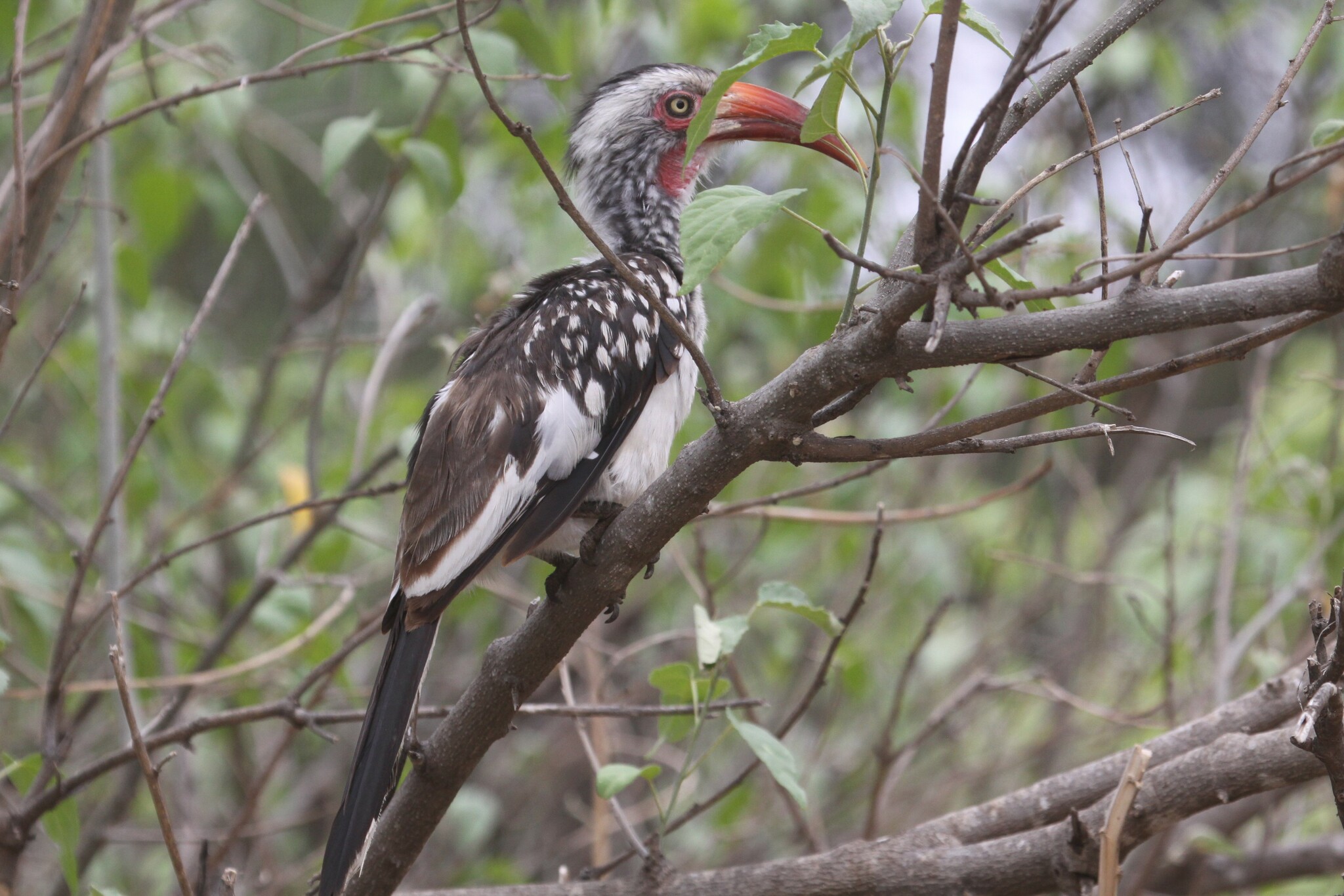 Southern Red-billed Hornbill illustration