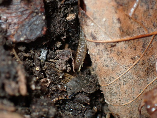 White-Striped Centipede photo 6