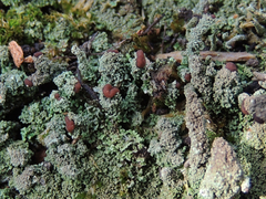 Cladonia parasitica