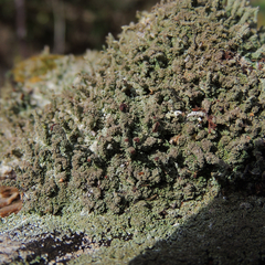 Cladonia parasitica