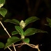 Hedyotis loganioides - Photo (c) 桃子, some rights reserved (CC BY-NC), uploaded by 桃子