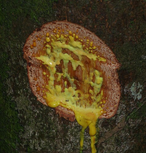 Foto de Chachairu
