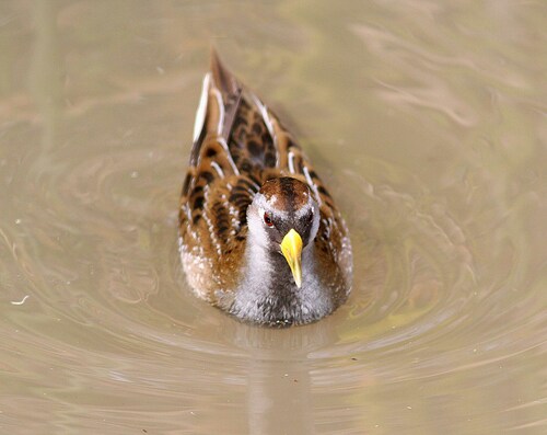 Gallito Sora (Porzana carolina)