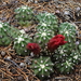 Echinocereus triglochidiatus inermis - Photo 由 FrontRangeWildflowers 所上傳的 (c) FrontRangeWildflowers，保留部份權利CC BY-NC