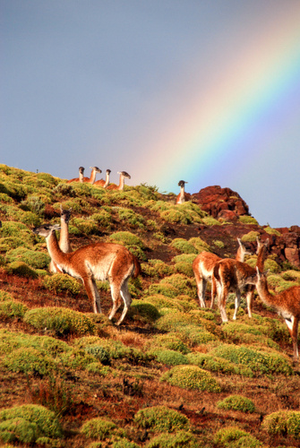 Guanaco