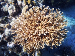 Acropora prolifera