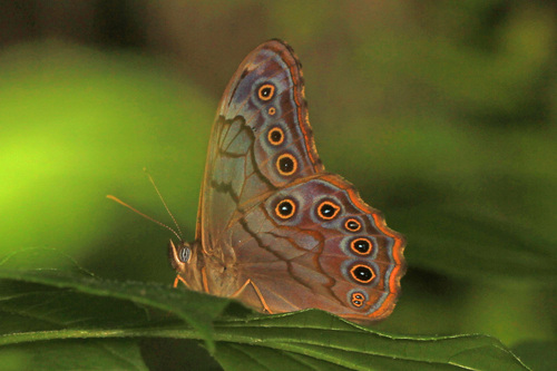 Creole Pearly-eye