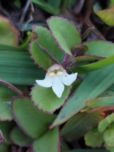 Spreading False Pimpernel
