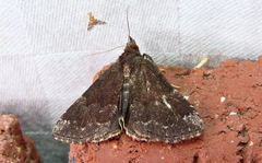 Hypena sordidula