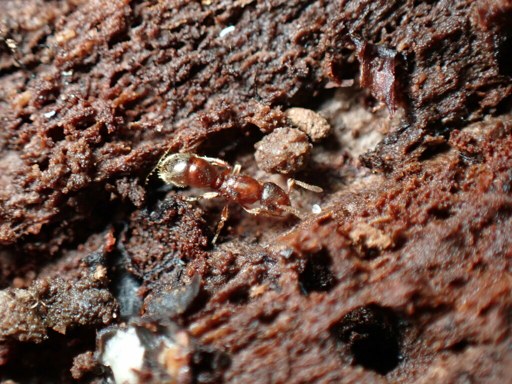Proceratium silaceum