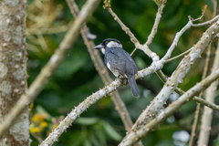 Notharchus pectoralis image