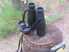 Scolopendra gigantea