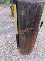 Scolopendra gigantea