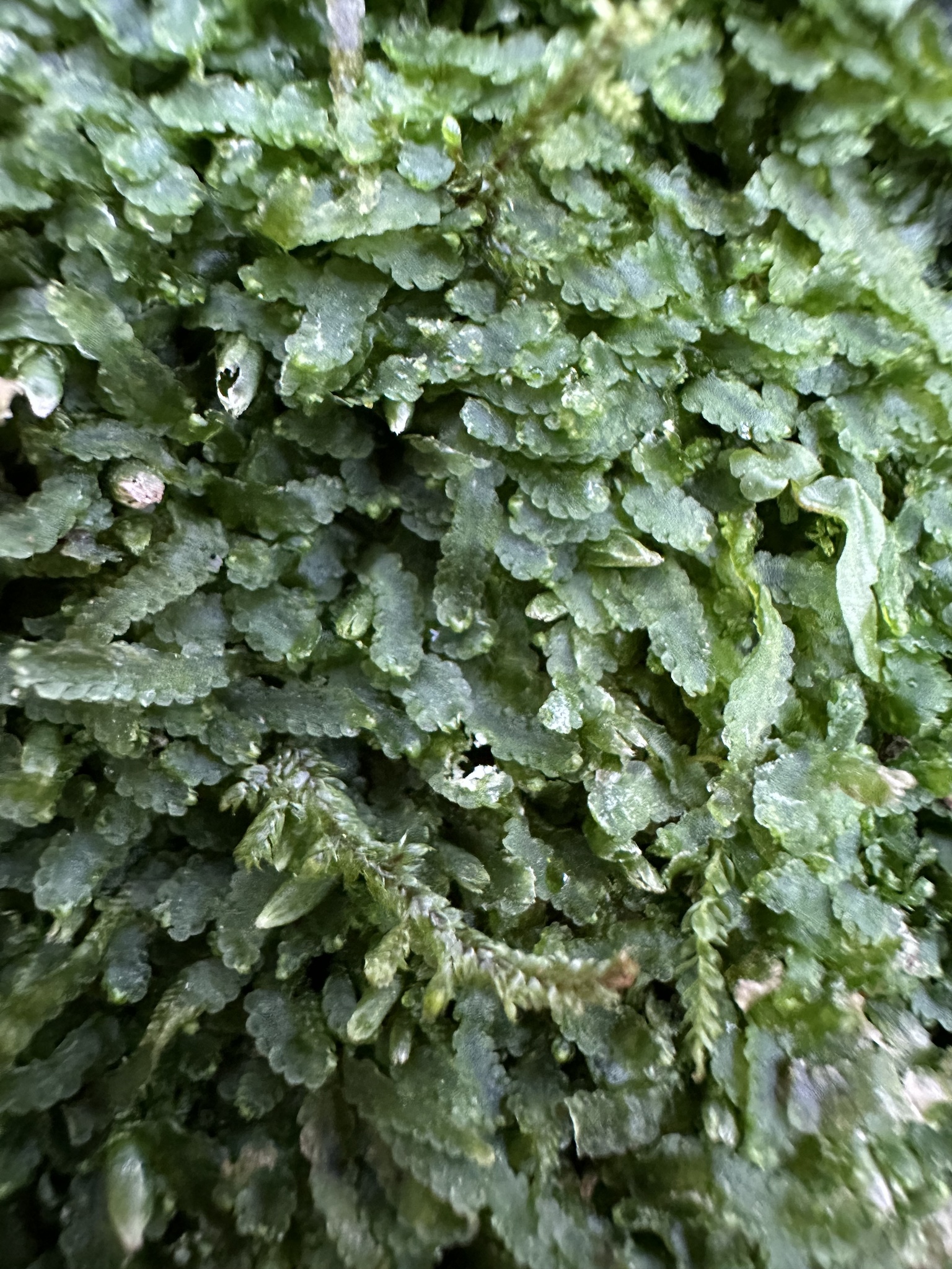 Schiffneria