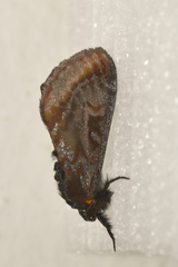 Agaristinae