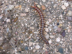 Scolopendra gigantea
