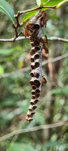Mischocyttarus cubensis