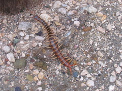 Scolopendra gigantea